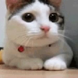 Meet your Posher, Colin